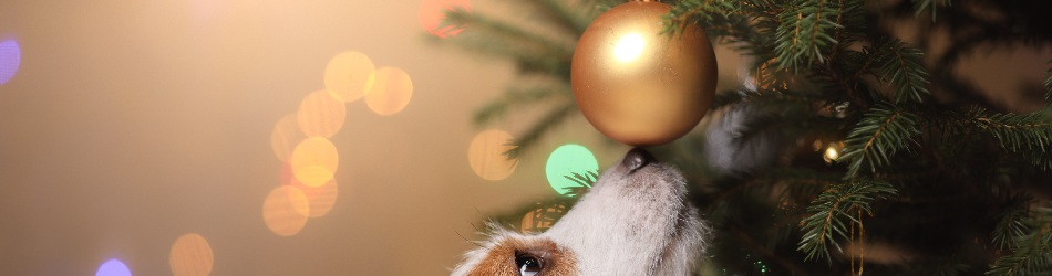 -Are Christmas trees poisonous to dogs