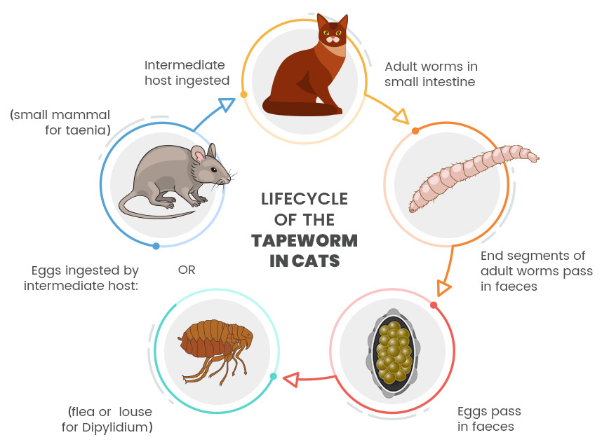 Katze Bandwurm Symptome